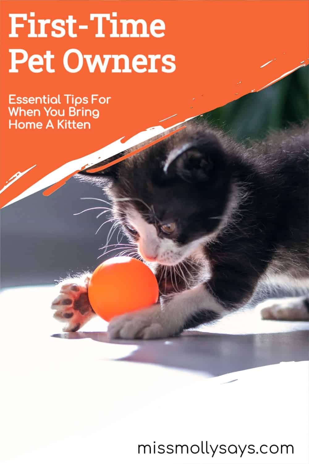 FirstTime Pet Owners Essential Tips For When You Bring Home A Kitten