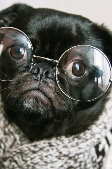 Small black dog with glasses and a scarf