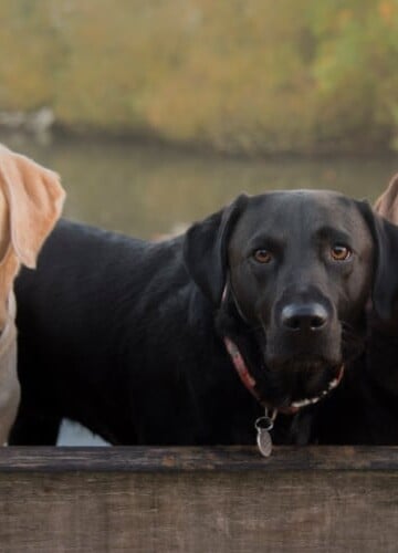 Labrador Retrievers in black, chocolate, and yellow