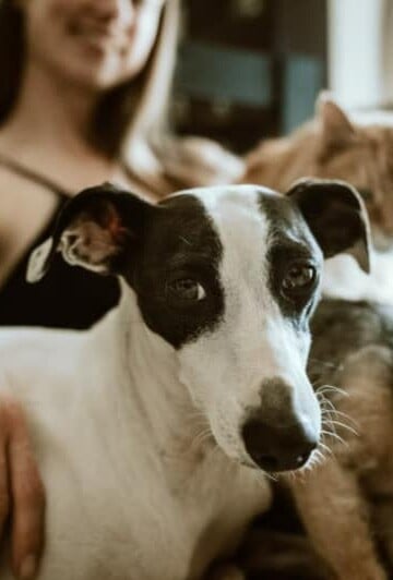 Pretty black and white dog with orange cat in background
