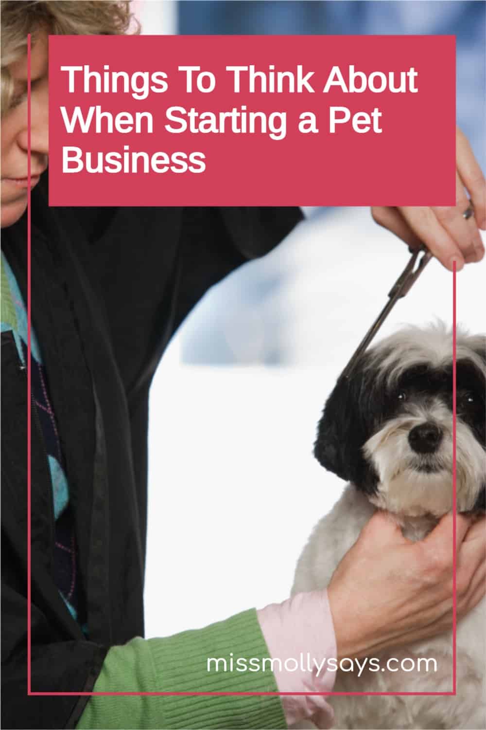 Things To Think About When Starting a Pet Business Miss Molly Says