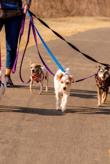 Woman walking several small dogs on leashes
