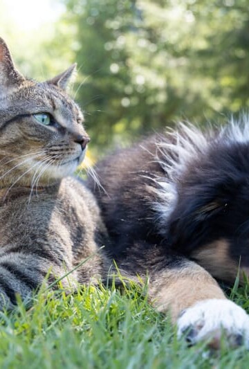 A cute dog and cat laying together in the grass