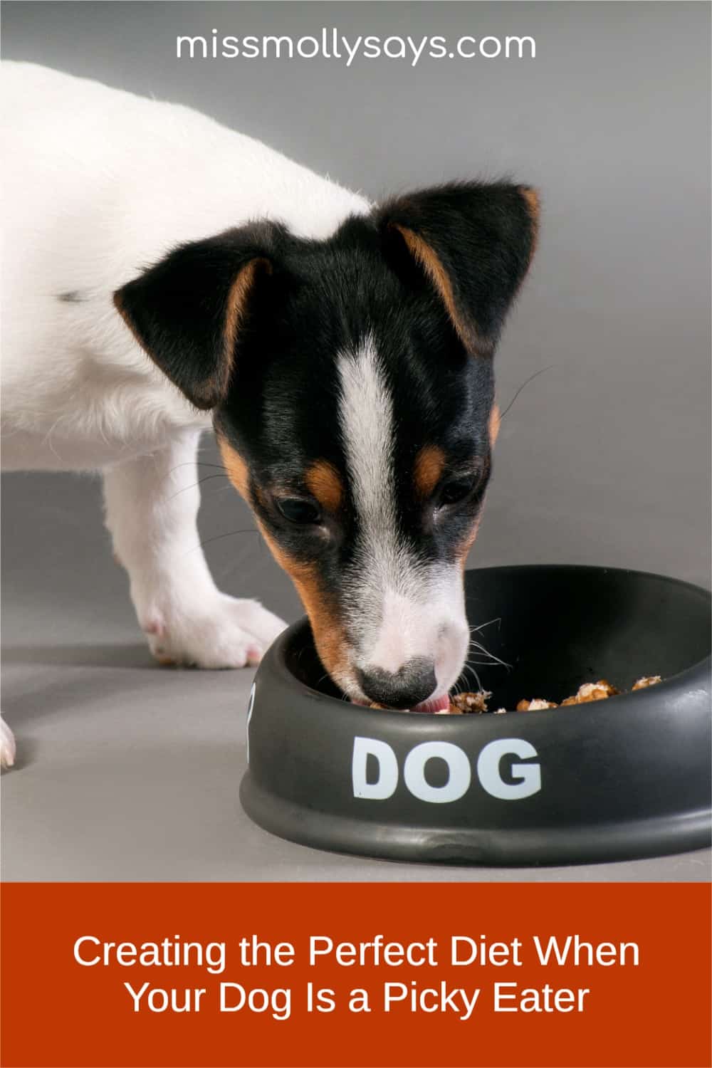 Creating the Perfect Diet When Your Dog Is a Picky Eater