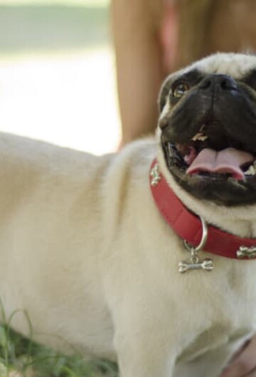 Cute Pug dog wearing a red dog collar