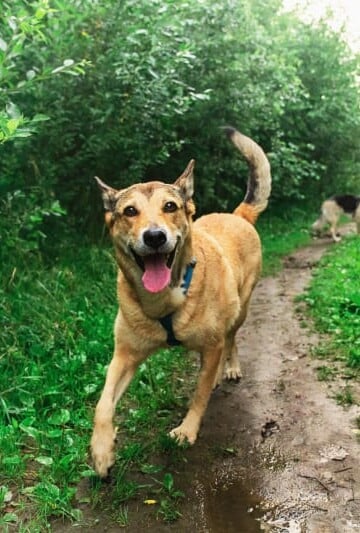 How To Choose The Right Dog For Your Homestead