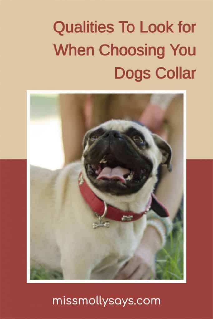 Qualities To Look for When Choosing Your Dogs Collar