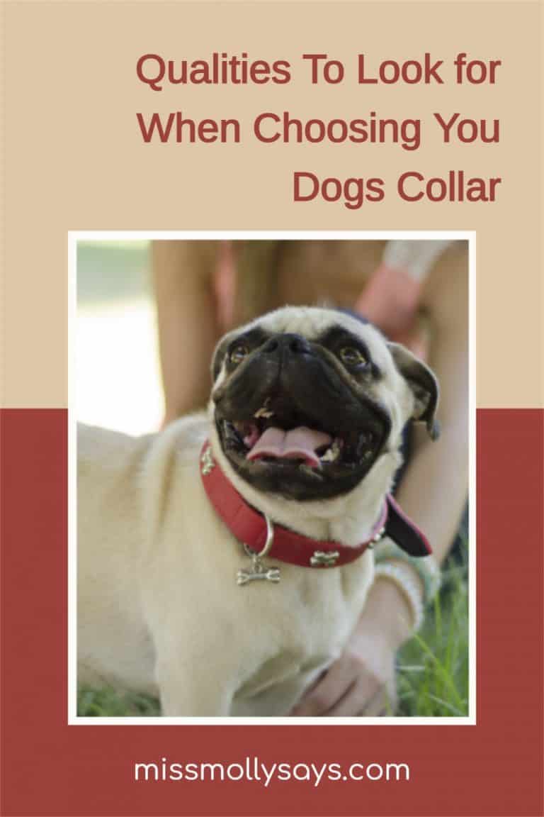 Qualities To Look for When Choosing Your Dogs Collar