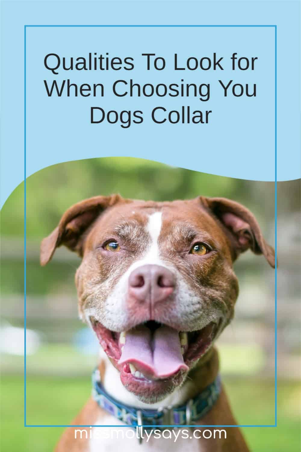 Qualities To Look for When Choosing Your Dogs Collar