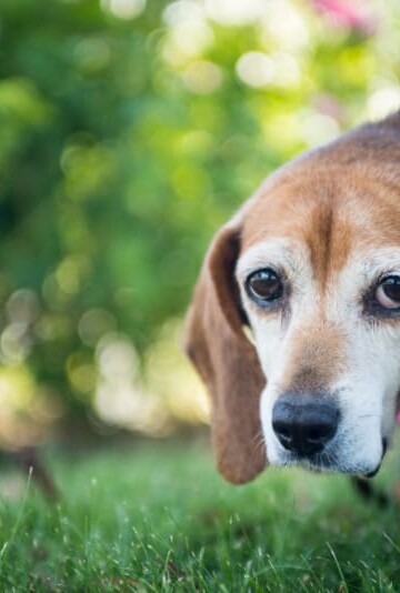 Portrait of an old beagle hound dog with sad eyes outside on grass.