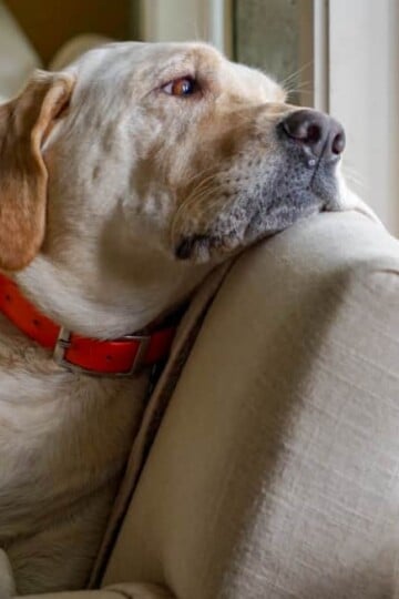 Senior dog looking over the back of couch out the window