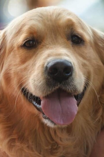 Smiling Golden Retriever
