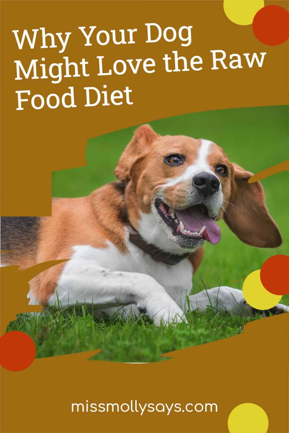 Why Your Dog Might Love the Raw Food Diet Miss Molly Says