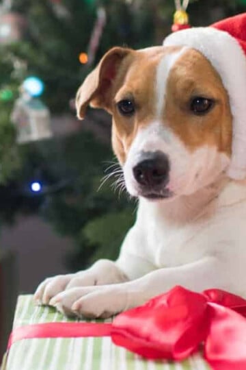 Dog with Santa hat sitting with presents