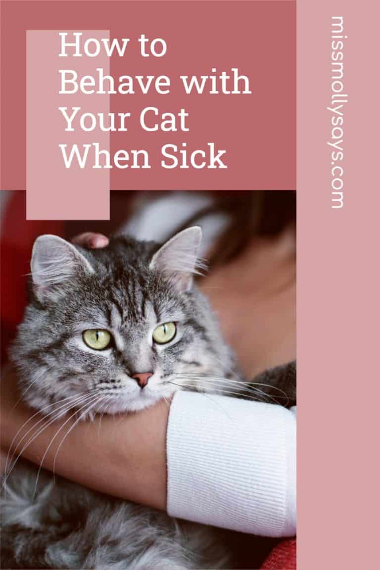 How to Behave with Your Cat When Sick Miss Molly Says