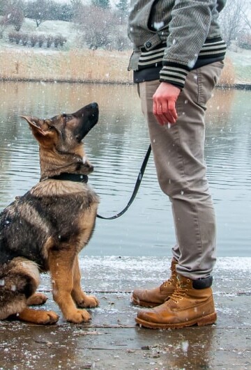 Man training a German Shepherd dog