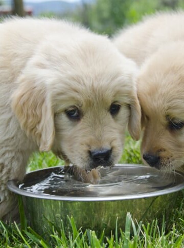 Two white fluffy puppies drinking water from a metal bowl on the grass