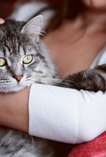 Woman holding a beautiful gray cat