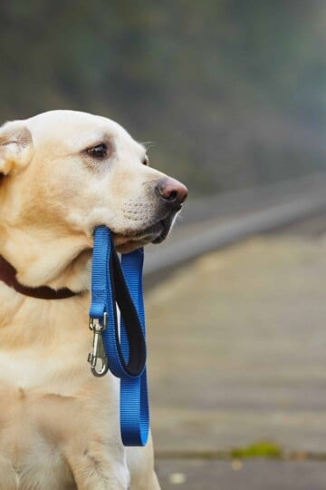6 Tips To Track A Lost Dog