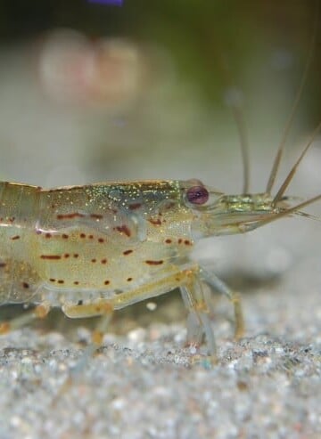 Amano Shrimp