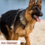 Are German Shepherd Dogs Good Family Dogs?