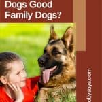 Are German Shepherd Dogs Good Family Dogs?