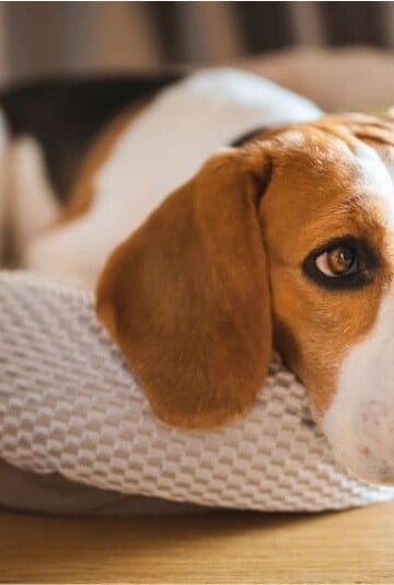 The Severity of Separation Anxiety Among The Dogs
