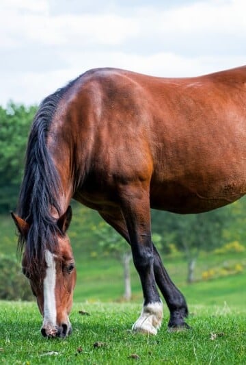The Horse Care Basics Every Horse Owner Should Be Aware Of
