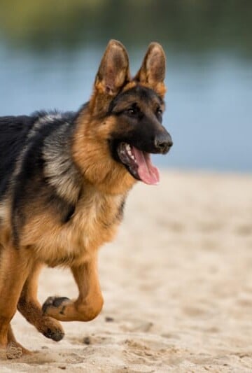 Are German Shepherd Dogs Good Family Dogs?