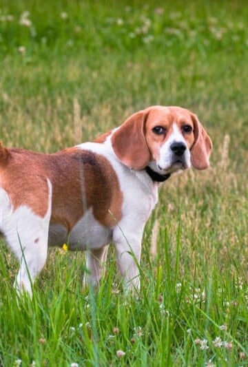 Brown and white beagle standing in tall grass