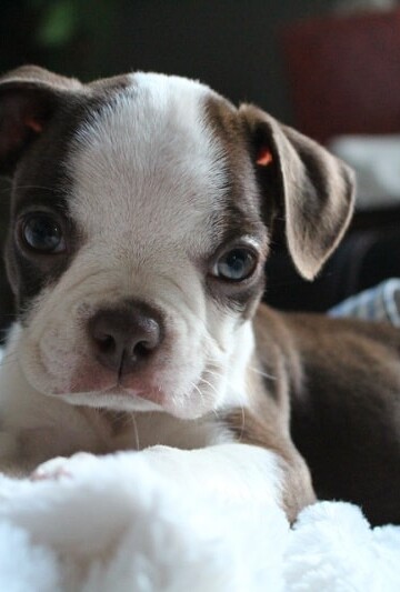Cute tiny Boston Terrier puppy