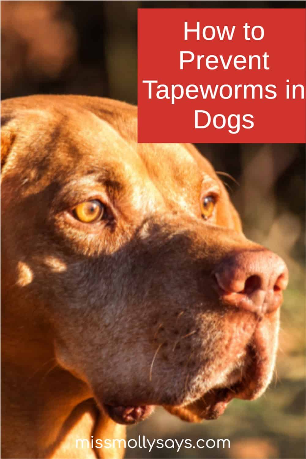 How to Prevent and Treat Tapeworms in Dogs (tapeworm images)