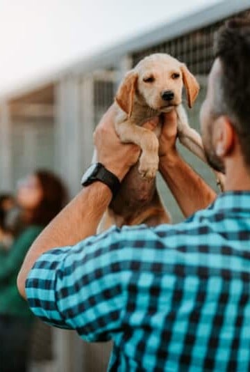 The Ultimate Dog Adoption Checklist