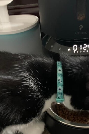 Life is Easy with PetLibro Automatic Feeders & Fountains for Pets