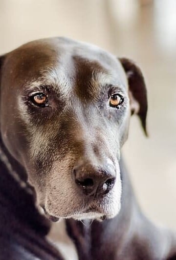 Senior black dog with graying muzzle
