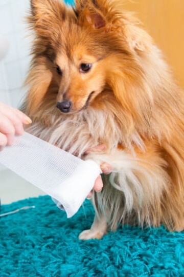 Caring for Your Dog's Injuries That Don't Warrant a Vet Visit