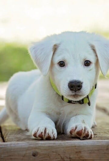 Small white puppy