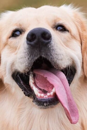 Tips for Creating a Cozy Haven You and Your Pet Will Love