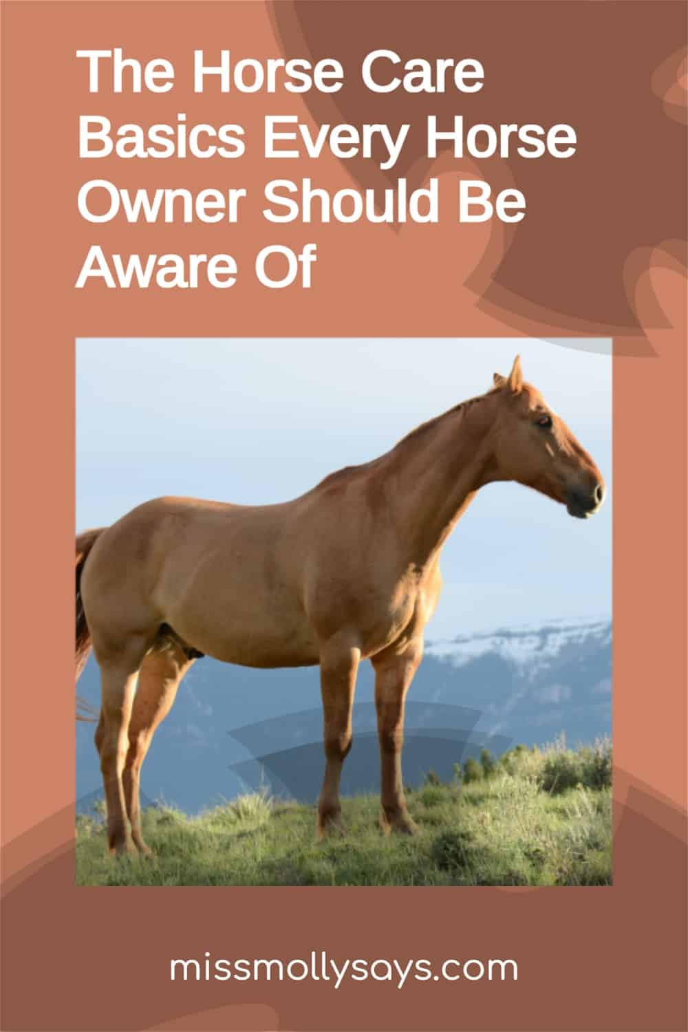 The Horse Care Basics Every Horse Owner Should Be Aware Of Miss Molly