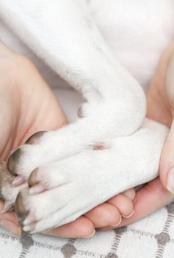 Woman's hands holding white dog paws