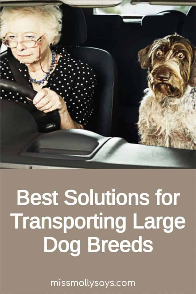 Best Solutions for Transporting Large Dog Breeds Miss Molly Says
