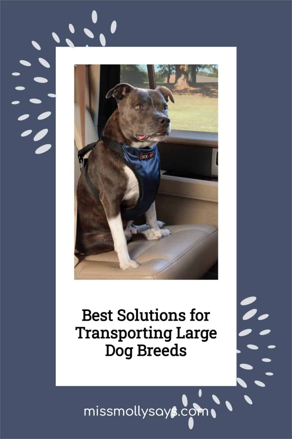 Best Solutions for Transporting Large Dog Breeds Miss Molly Says
