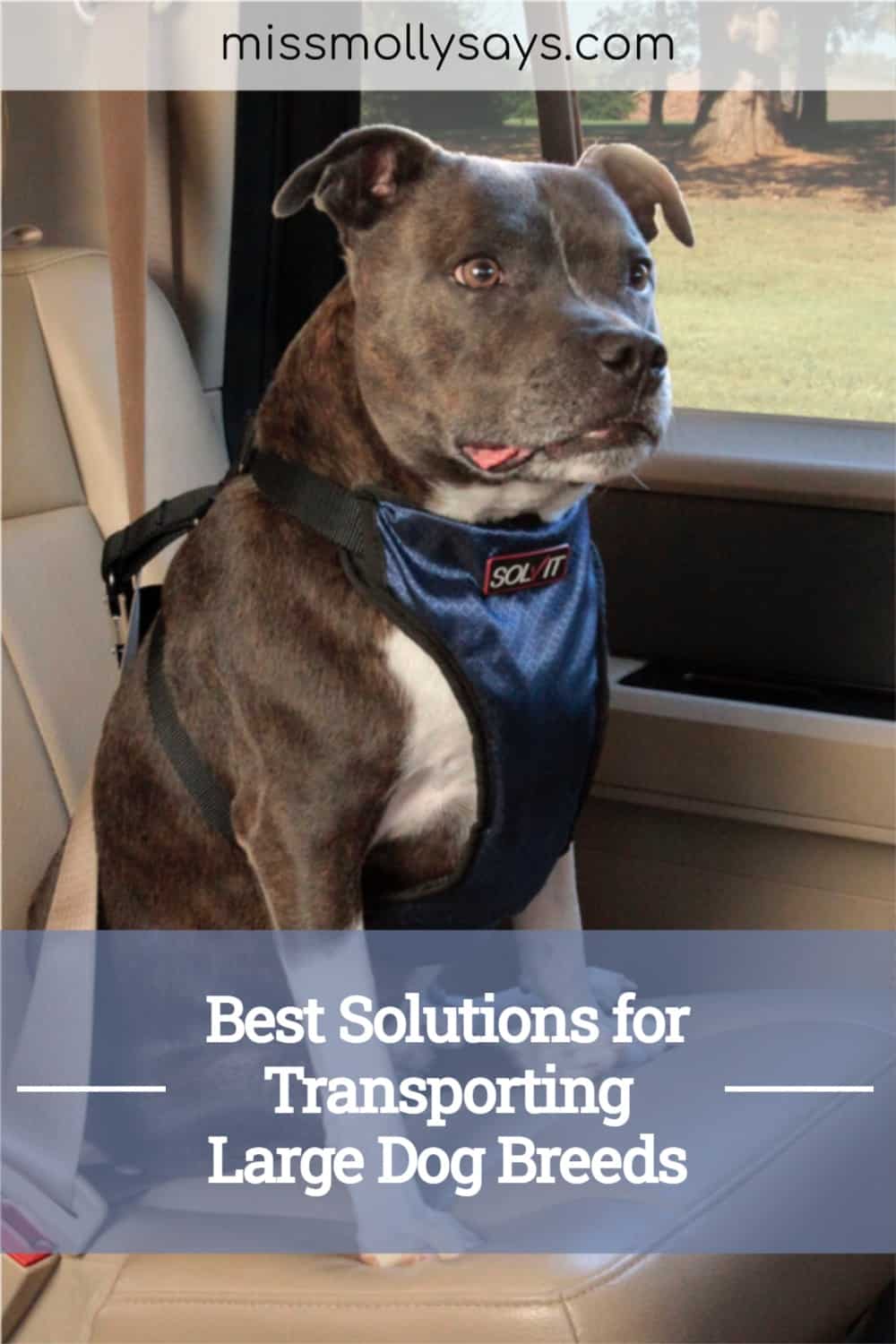 Best Solutions for Transporting Large Dog Breeds Miss Molly Says