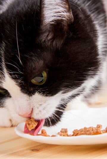 What Should You Be Feeding Your Cat?