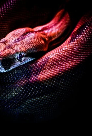 Boa constrictor