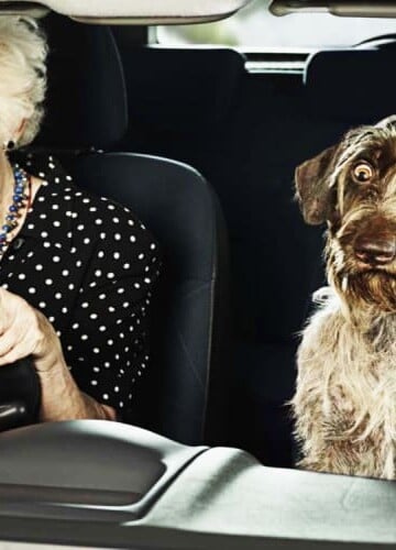 Elderly woman driving with wide-eyed scared dog