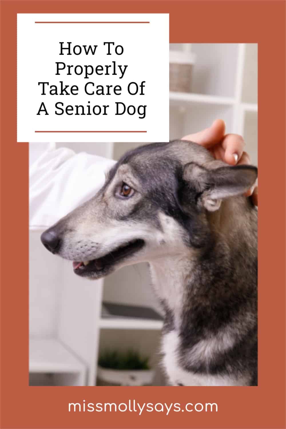 How To Properly Take Care Of A Senior Dog - Miss Molly Says