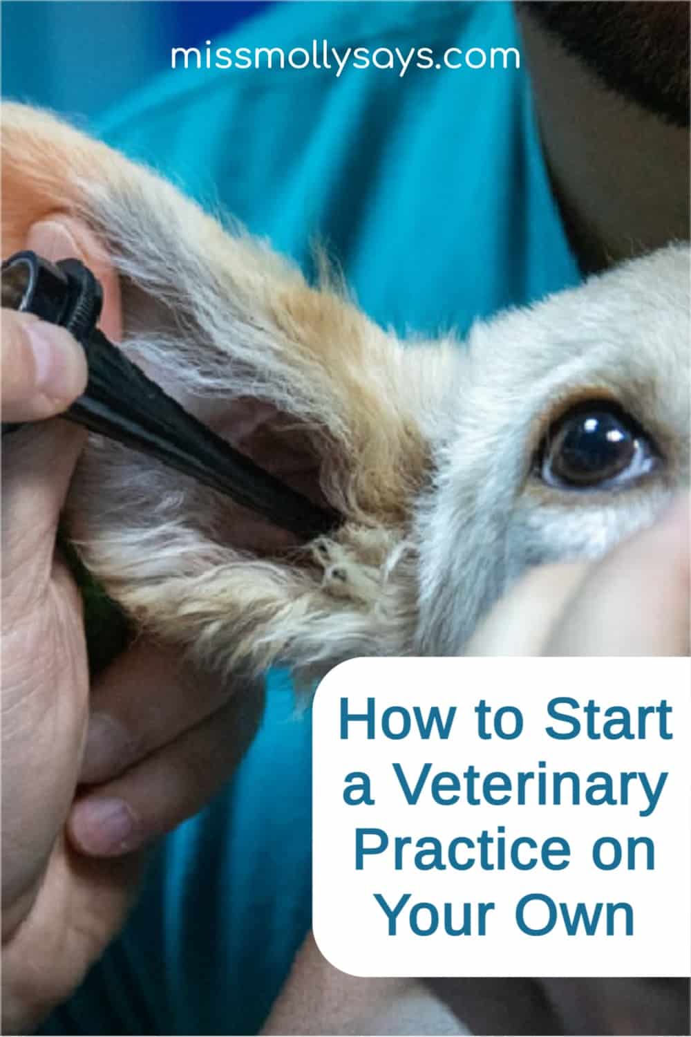 How to Start a Veterinary Practice on Your Own Miss Molly Says