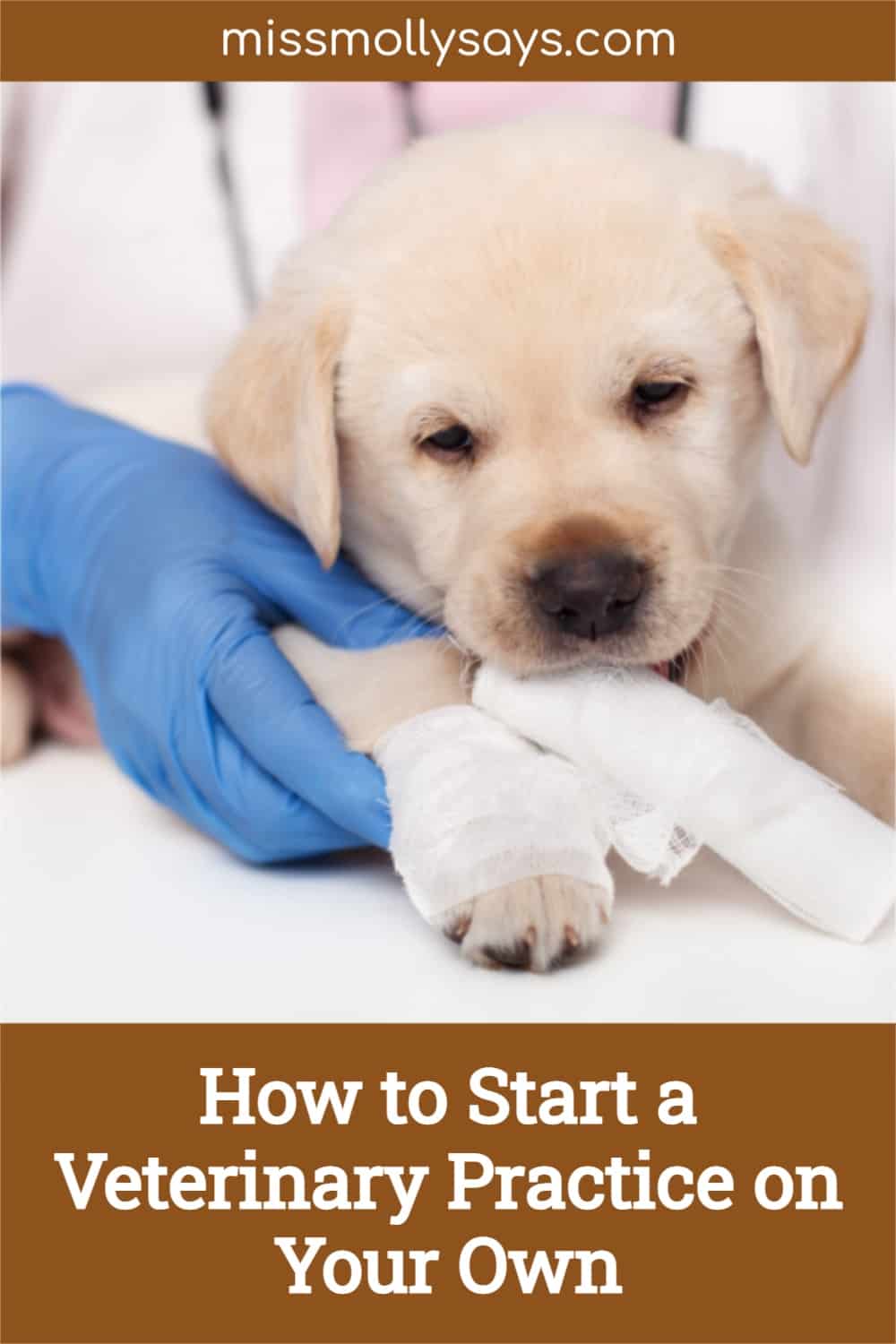 How to Start a Veterinary Practice on Your Own Miss Molly Says