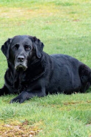 Large senior black dog laying in the grass